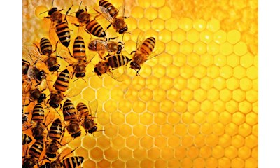 Bienen
