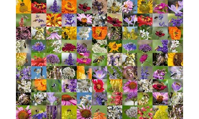 99 Bienen