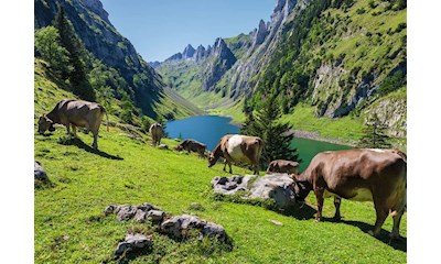 Fälensee