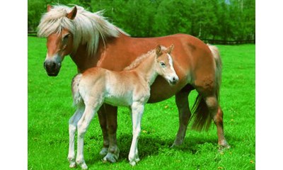 Haflinger