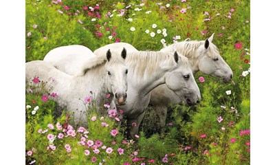 Pferde auf der Blumenwiese