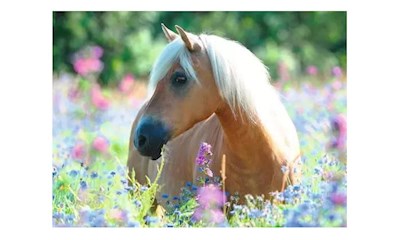 Pferd im Blumenmeer