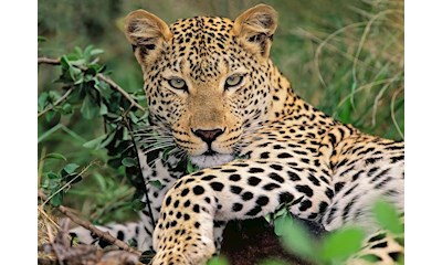 Vio die Leopardin
