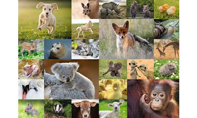 Süsse Tierbabys