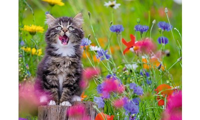 Katze im Blumenmeer