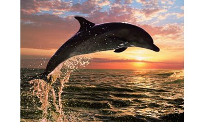 Delfin im Abendrot
