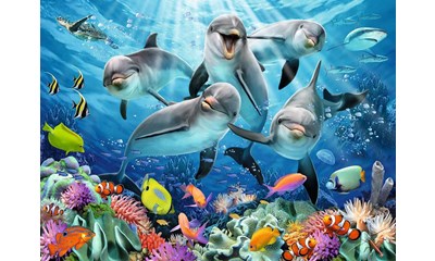 Delfine im Korallenriff