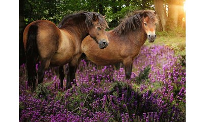 Ponys in der Heide