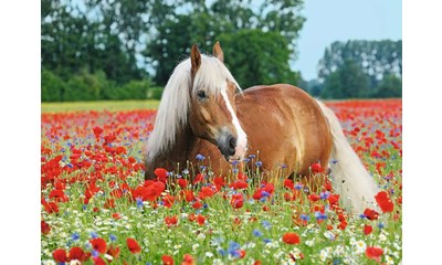 Pferd im Mohnfeld 500p