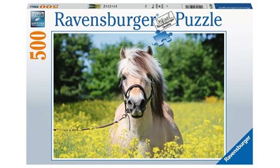 Pferd im Rapsfeld