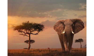 Elefant in Masai Mara Nationalpark