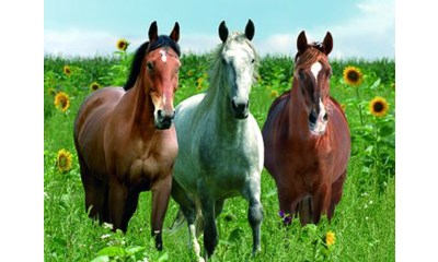 Pferde im Sonnenblumenfeld