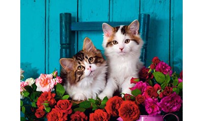 Katzenbabys