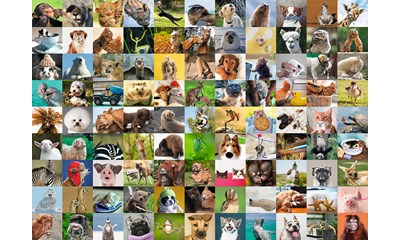 99 lustige Tiere