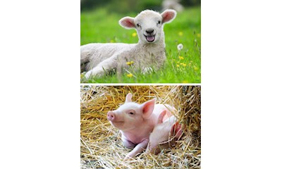 Unsere Bauernhoftiere