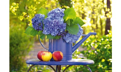 Giesskanne mit Hortensie