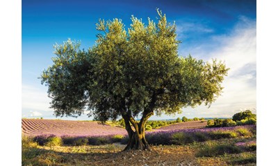 Olivenbaum in der Provence 1000 Teile