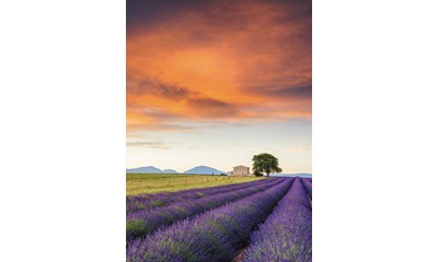 Lavendelfeld Provence