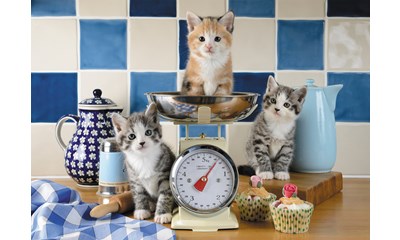 Katzen in der Küche