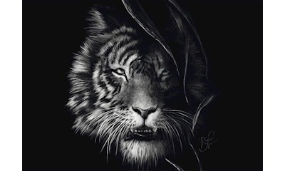 Tiger Im Zeichen der Freiheit