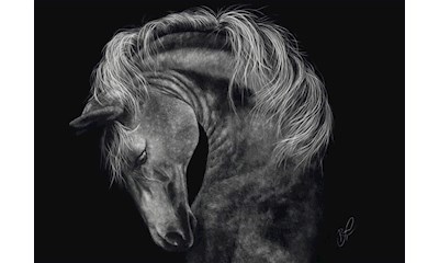 Pferd Im Zeichen der Stärke 