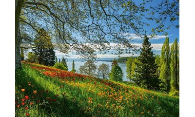Frühlingsallee zur Tulpenblüte, Insel Mainau