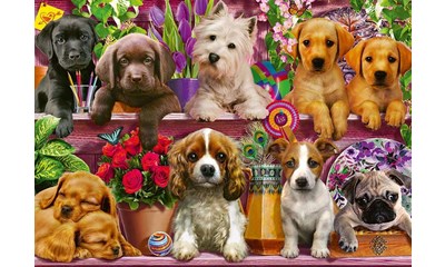 Hunde im Regal