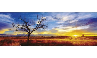 Desert Oak at Sunset, Northern Territory, Australia