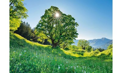 Berg-Ahorn im Sonnenlicht St. Gallen