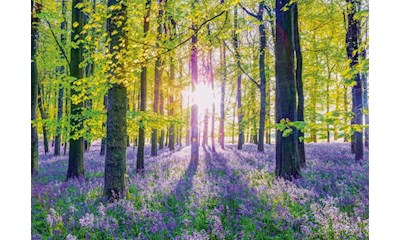 Zarte Glockenblumen im Wald 