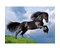 Black Horse