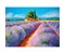 Lavendel