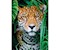 Jaguar in the Jungle