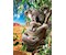 Koala mit Koala-Baby 