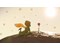 The Little Prince Sunset