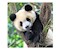 Panda, Tiger und Löwe