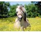 Pferd im Rapsfeld