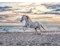 Pferd am Strand