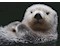 Süsser kleiner Otter