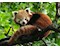 Süsser roter Panda