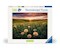 Pusteblumen im Sonnenuntergang