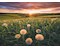 Pusteblumen im Sonnenuntergang
