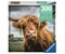 Highland Cattle