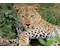 Vio die Leopardin