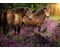 Ponys in der Heide