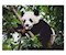 Pandabär