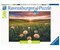 Pusteblumen im Sonnenuntergang