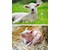 Unsere Bauernhoftiere