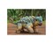 Jurassic World, Der Ankylosaurus Bumpy 