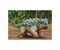 Jurassic World, Der Ankylosaurus Bumpy